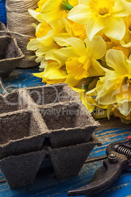 bouquet of blooming April daffodils