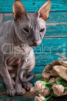 serious cat breed Sphynx