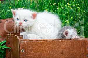 little kittens playing in old suitcase