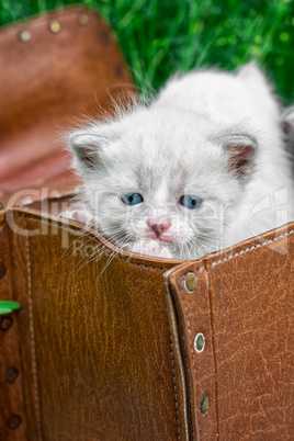little kittens playing in old suitcase