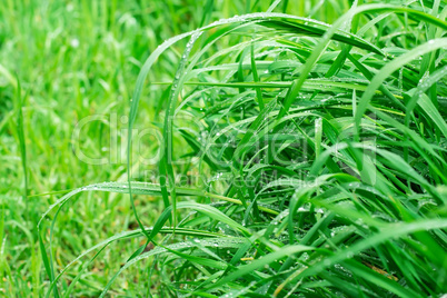 background summer grass Selective focus