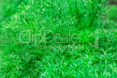 grass  wallpaper