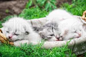 newborn kittens