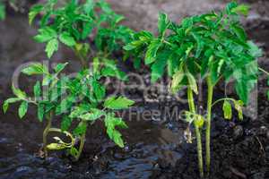 bushes planted tomato prepayment running water