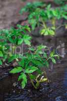 bushes planted tomato prepayment running water