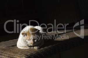 Old, shabby, homeless , stray cat resting in the sun 1