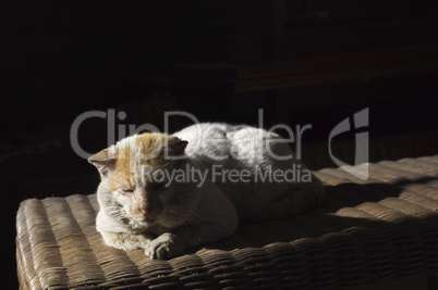 Old, shabby, homeless , stray cat resting in the sun 3