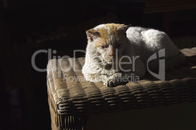 Old, shabby, homeless , stray cat resting in the sun 2