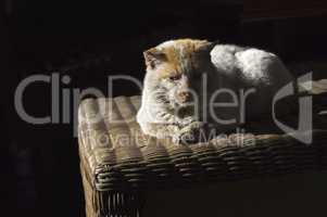 Old, shabby, homeless , stray cat resting in the sun 2