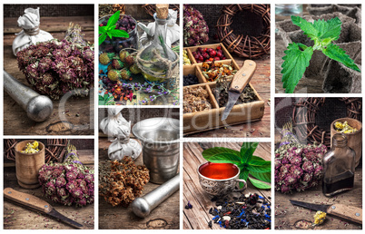 collected harvest medicinal herbs for medicinal