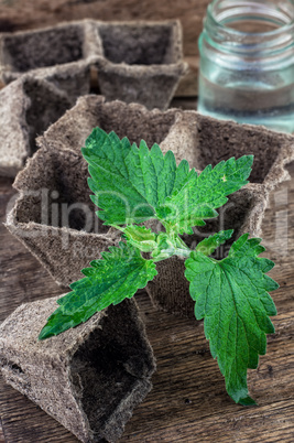 Melissa officinalis herb on wooden table top