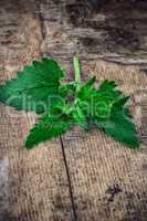 Melissa officinalis herb on wooden table top