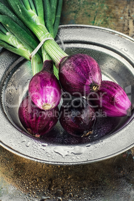 summer vegetable harvest