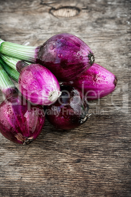 beam harvest colored onions