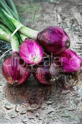 beam harvest colored onions