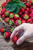 summer harvest of strawberries