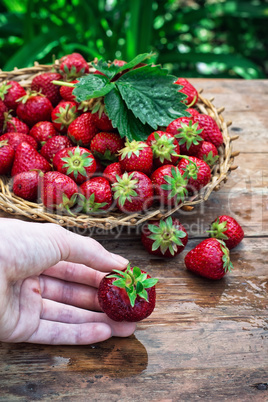 summer harvest of strawberries