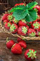 summer harvest of strawberries