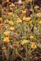 Autumn lawn with drying flowers.The image is tinted.