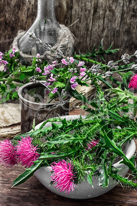 Milk thistle flower