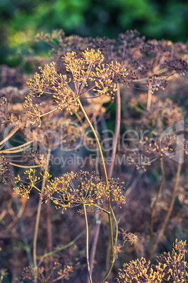 Dry bushes of dill.Selective focus