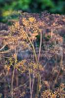 Dry bushes of dill.Selective focus