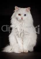 varicoloured eyes white cat