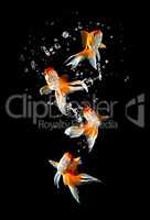 Goldfishs jumps