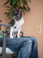 Mann mit Boston Terrier auf Stuhl