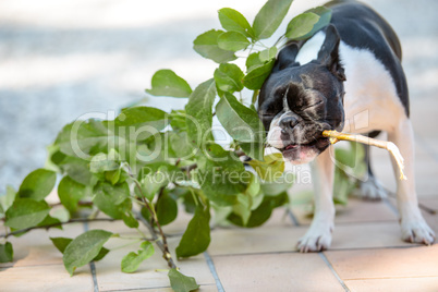 Boston Terrier spielt mit Zweig