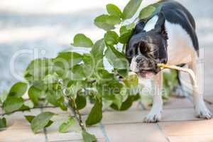 Boston Terrier spielt mit Zweig