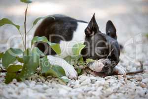 Boston Terrier spielt mit Zweig