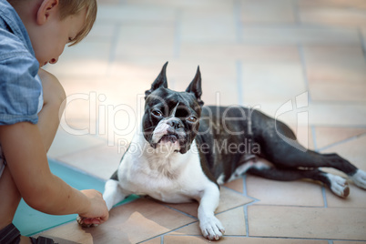 Boston Terrier