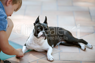 Boston Terrier