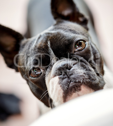 Boston Terrier