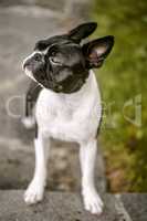 Boston Terrier