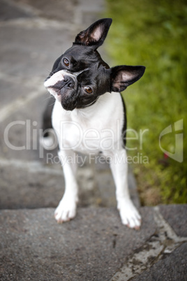 Boston Terrier