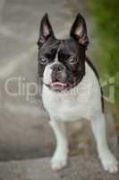 Boston Terrier