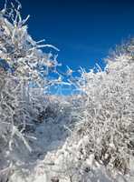 snow on the branches