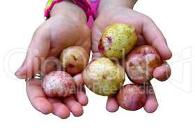 childish hands with potatoes isolated