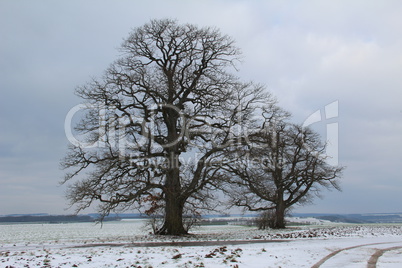 Winter landscape