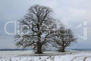 Winter landscape