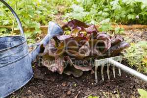 Eichblattsalat, red oak leaf lettuce