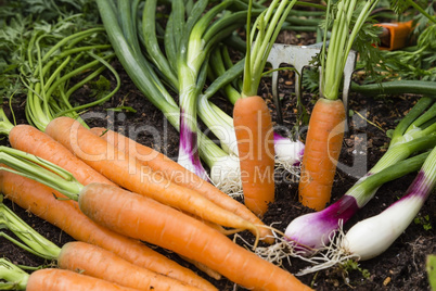 Gemüseernte im Garten, harvest of vegetables in a garden