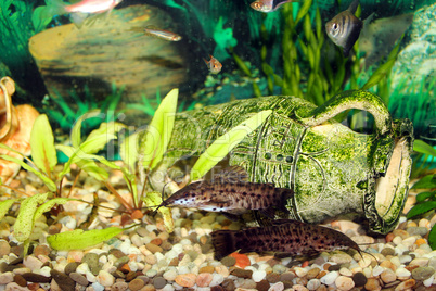 aquarium with swimming Hoplosternum thoracatum