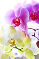 beautiful blossoming pink and yellow orchids