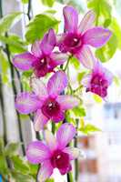 beautiful blossoming pink orchid