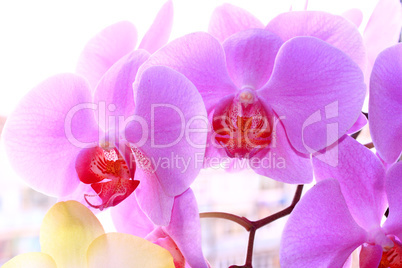 beautiful blossoming pink orchid