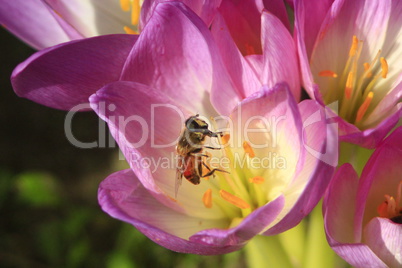 bee on the pink flower of colchicum autumnale