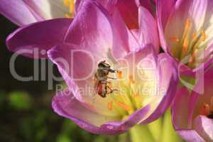 bee on the pink flower of colchicum autumnale
